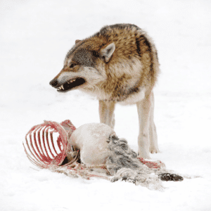 Wolf mit Beutetier