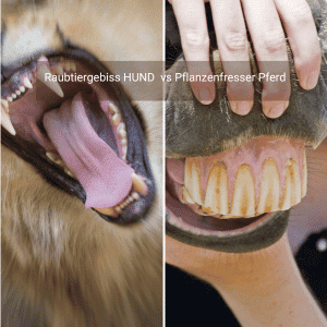Vergleich Hund und Pferdegebiss