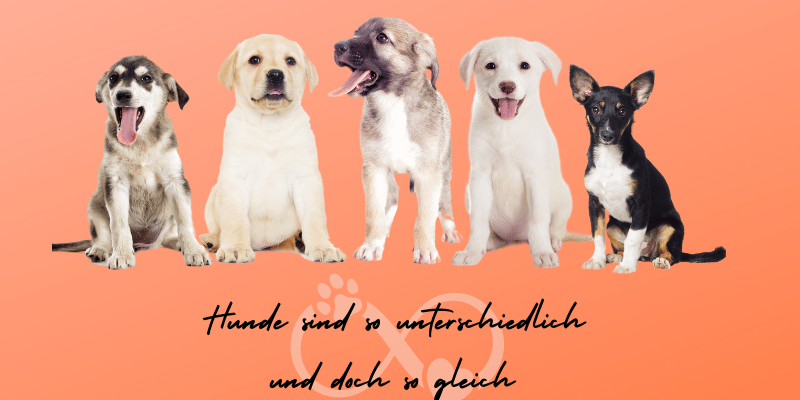 Hundewelpen
