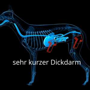 sehr kurzer Dickdarm Hund